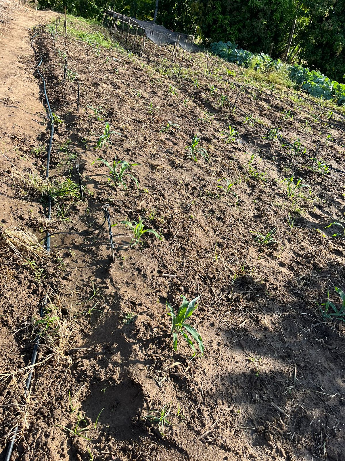 WhatsApp Image 2025-02-26 at 14.16.00 (2)